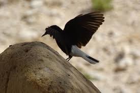 Image result for Oenanthe leucopyga