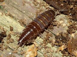 Attēlu rezultāti vaicājumam “Ptenothrix sp.”