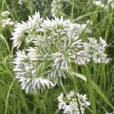 Attēlu rezultāti vaicājumam “Luzula pilosa flower”