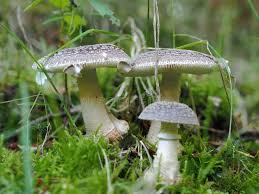 Attēlu rezultāti vaicājumam “Amanita excelsa”