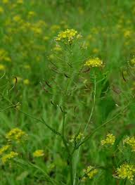 Attēlu rezultāti vaicājumam “Rorippa sylvestris”