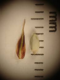 Attēlu rezultāti vaicājumam “Carex buxbaumii”