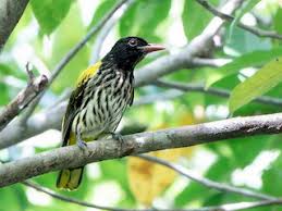 Attēlu rezultāti vaicājumam “Oriolus oriolus female”