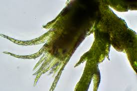 Attēlu rezultāti vaicājumam “Serpoleskea subtilis”