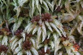 Attēlu rezultāti vaicājumam “Sphagnum centrale”