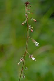 Attēlu rezultāti vaicājumam “Circaea lutetiana”