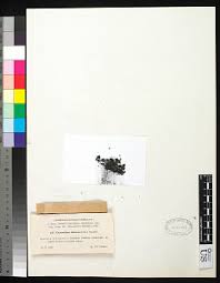 Attēlu rezultāti vaicājumam “Cystocoleus ebeneus”