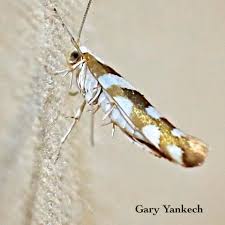 Attēlu rezultāti vaicājumam “Yponomeutidae”