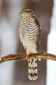 Attēlu rezultāti vaicājumam “Accipiter nisus”