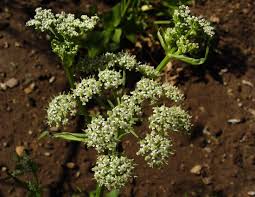 Attēlu rezultāti vaicājumam “Angelica palustris”