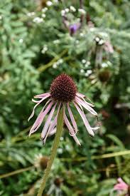 Image result for Echinacea pallida