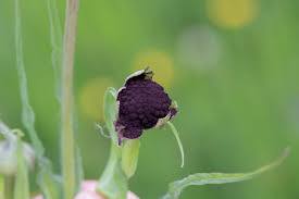 Attēlu rezultāti vaicājumam “Microbotryum tragopogonis - pratensis”