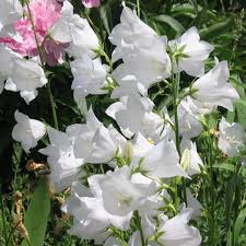 Image result for Campanula persicifolia