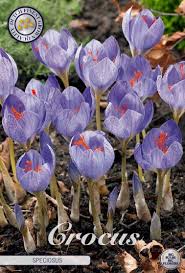 Attēlu rezultāti vaicājumam “Crocus speciosus flower”