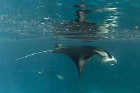 Image result for Mobula alfredi