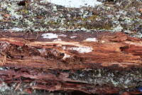 Attēlu rezultāti vaicājumam “Sidera lenis”