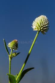 Attēlu rezultāti vaicājumam “Trifolium montanum”
