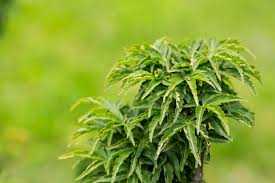 Attēlu rezultāti vaicājumam “Sambucus racemosa leaf”