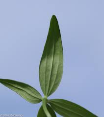 Attēlu rezultāti vaicājumam “Galium boreale fruit”