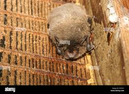 Attēlu rezultāti vaicājumam “Pipistrellus nathusii”