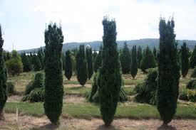 Attēlu rezultāti vaicājumam “Taxus baccata”