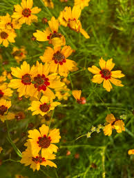 Image result for Coreopsis