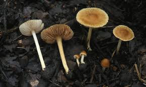 Attēlu rezultāti vaicājumam “Inocybe lanuginosa”