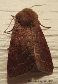 Attēlu rezultāti vaicājumam “Orthosia miniosa imago”