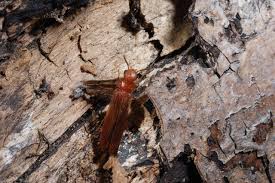 Attēlu rezultāti vaicājumam “Hylecoetus dermestoides”