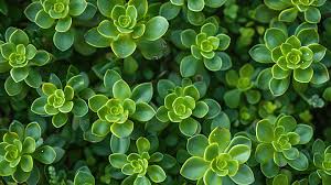 Attēlu rezultāti vaicājumam “Sedum acre leaf”