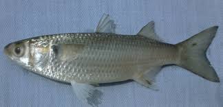 Image result for Mugil curema