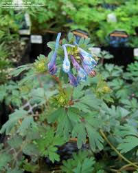 Attēlu rezultāti vaicājumam “Corydalis cava leaf”