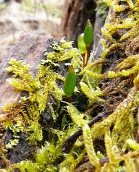 Attēlu rezultāti vaicājumam “Buxbaumia viridis sporophyte”