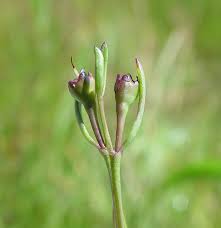 Attēlu rezultāti vaicājumam “Anthyllis maritima”