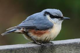 Image result for Sitta europaea