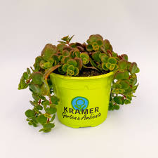 Image result for Mauerpfeffer