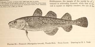 Image result for Microgadus tomcod