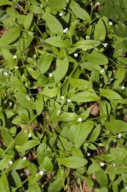Attēlu rezultāti vaicājumam “Myosotis sparsiflora”