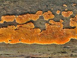 Attēlu rezultāti vaicājumam “Pseudomerulius aureus”