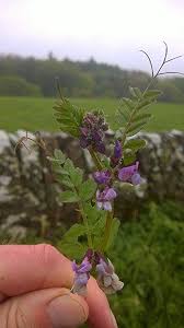 Attēlu rezultāti vaicājumam “Vicia sylvatica flower”