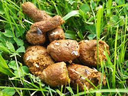 Image result for cestoda excrement dog