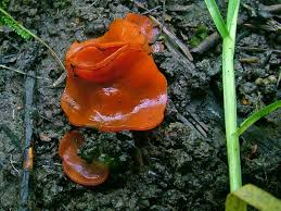 Attēlu rezultāti vaicājumam “Melastiza chateri”