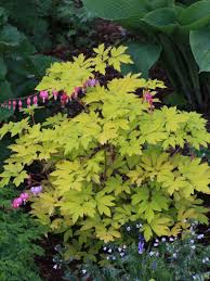 Image result for tränendes Herz