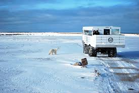 Image result for tundra buggy