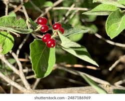 Attēlu rezultāti vaicājumam “Lonicera xylosteum fruit”