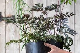 Attēlu rezultāti vaicājumam “Polygonatum verticillatum bud”