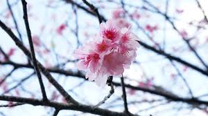 Image result for 緋寒桜
