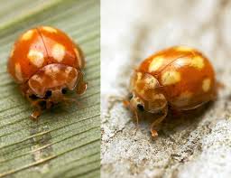 Attēlu rezultāti vaicājumam “Calvia decemguttata larva”