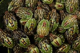 Attēlu rezultāti vaicājumam “Elasmostethus interstinctus nymph”