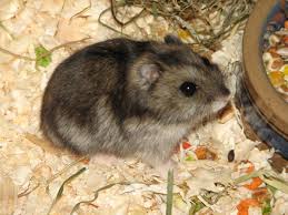 Image result for хомек